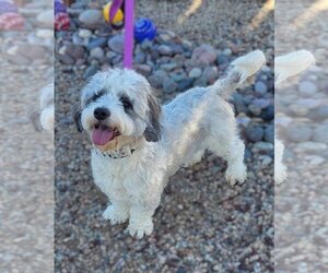 Petit Basset Griffon Vendeen-Shih Tzu Mix Dogs for adoption in Phoenix, AZ, USA