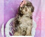 Small Photo #103 Poodle (Miniature) Puppy For Sale in WARSAW, IN, USA