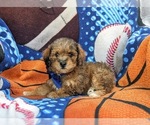 Small Photo #4 Lhasa-Poo Puppy For Sale in LINCOLN UNIVERSITY, PA, USA