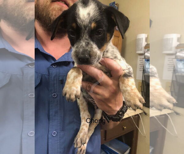 Medium Photo #1 Mutt Puppy For Sale in Amarillo, TX, USA