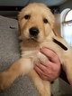 Small Photo #1 Golden Retriever Puppy For Sale in EVANSDALE, IA, USA