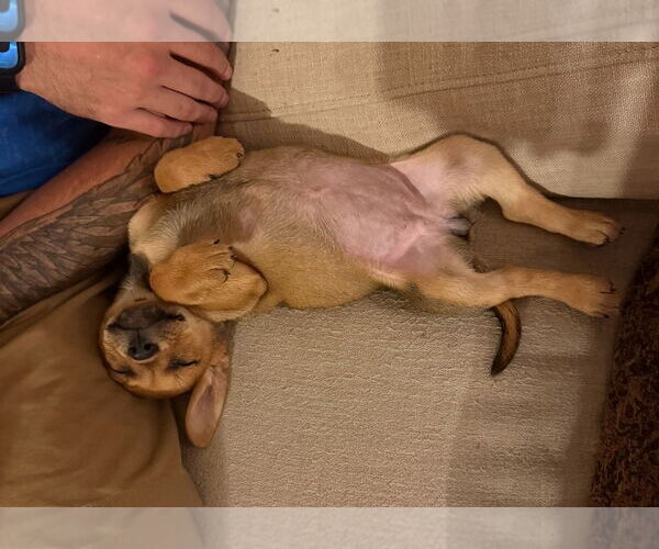 Medium Photo #4 Labbe Puppy For Sale in Chester, VA, USA