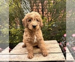 Small #2 Cockapoo (Toy)