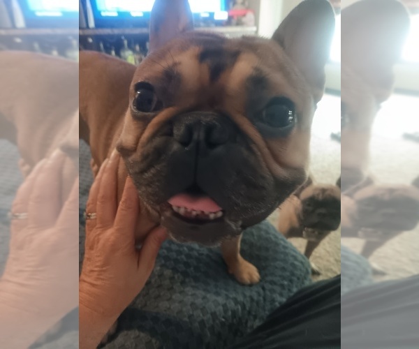 Medium Photo #1 French Bulldog Puppy For Sale in ROGERSVILLE, TN, USA