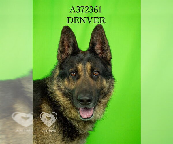 Medium Photo #2 German Shepherd Dog Puppy For Sale in Stockton, CA, USA