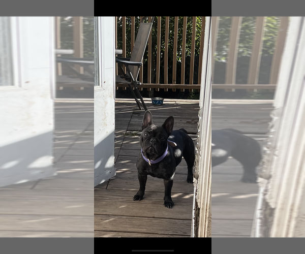 Medium Photo #1 French Bulldog Puppy For Sale in NEW BEDFORD, MA, USA