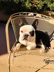 Faux Frenchbo Bulldog Puppy for sale in BLOOMINGTON, UT, USA