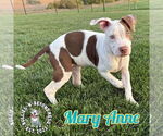 Small #3 Staffordshire Bull Terrier