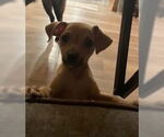 Small #4 Chihuahua Mix