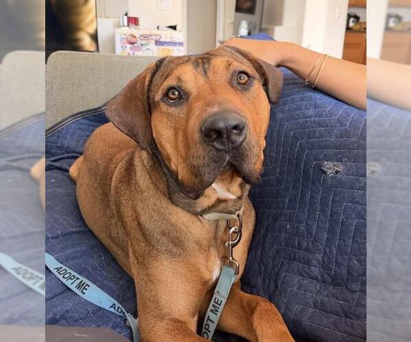 Medium Photo #2 Doberman Pinscher-Unknown Mix Puppy For Sale in Santa Barbara, CA, USA