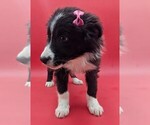 Small #2 Border Collie
