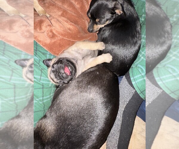 Medium Photo #2 Pug Puppy For Sale in MEBANE, NC, USA