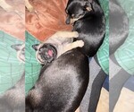 Small #1 Pug