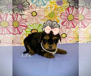 YorkiePoo Puppy for sale in WINNSBORO, LA, USA