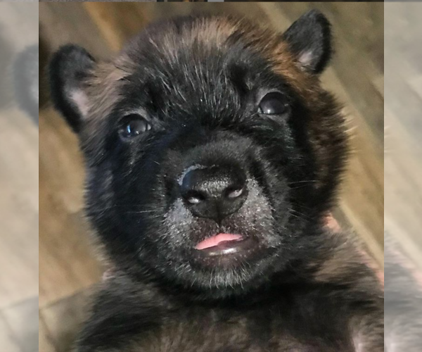 Medium Photo #5 Belgian Malinois Puppy For Sale in CHANDLER, AZ, USA