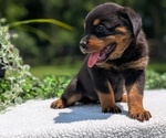 Small #7 Rottweiler