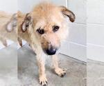 Small #1 Golden Retriever Mix