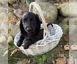 Tessa - Female Dachshund Puppy for Sale - Photo #3
