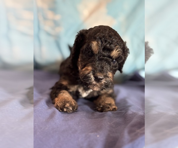 Medium Photo #8 Bernedoodle (Miniature) Puppy For Sale in LONGMONT, CO, USA