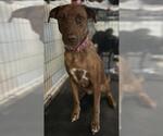 Small Australian Kelpie Mix