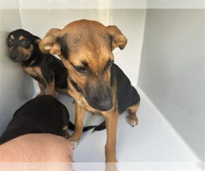 Miniature Pinscher-Unknown Mix Dogs for adoption in Houston, TX, USA