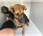 Small Miniature Pinscher Mix