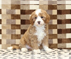 Bernedoodle (Miniature)-Cavapoo (Miniature) Mix Puppy for sale in DENVER, PA, USA