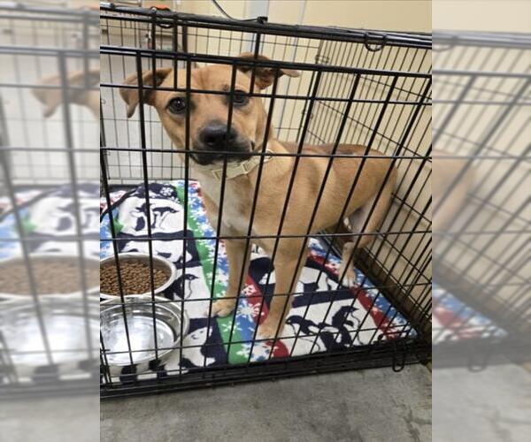 Medium Photo #1 Black Mouth Cur Puppy For Sale in Texas City, TX, USA