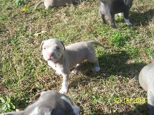 American Pit Bull Terrier Puppy for sale in JACKSONVILLE, NC, USA