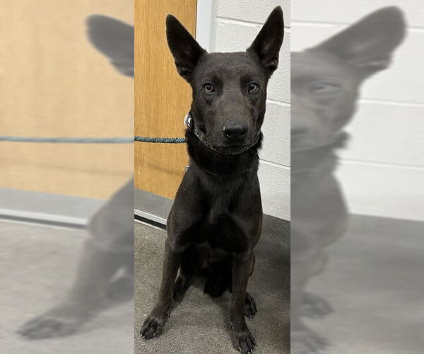 Medium Photo #1 Australian Kelpie-Unknown Mix Puppy For Sale in Forestville, MD, USA