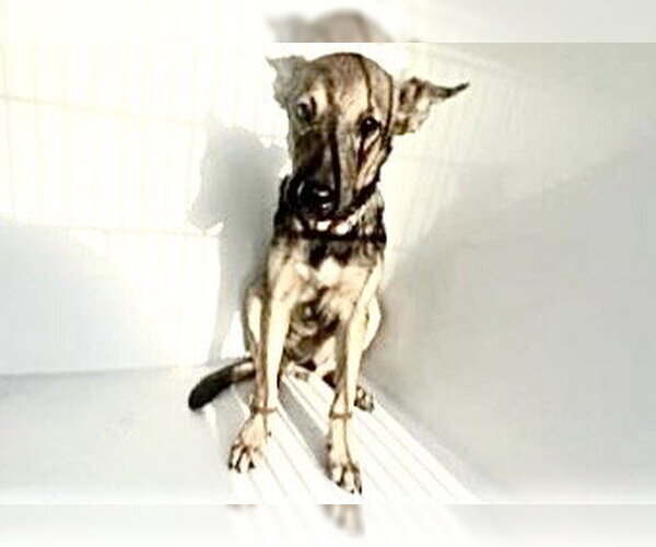 Medium Photo #1 German Shepherd Dog-Unknown Mix Puppy For Sale in Houston, TX, USA