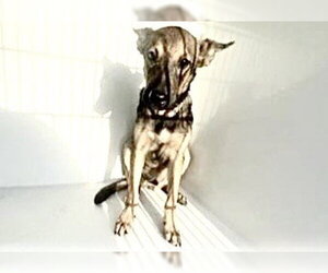 German Shepherd Dog-Unknown Mix Dogs for adoption in Houston, TX, USA