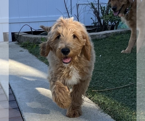 Medium Photo #16 Goldendoodle Puppy For Sale in SAN DIEGO, CA, USA