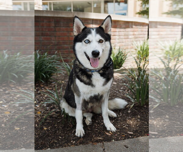 Medium Photo #1 Siberian Husky Puppy For Sale in Carrollton, TX, USA