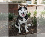 Small Siberian Husky