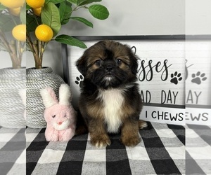 ShihPoo Puppy for sale in FRANKLIN, IN, USA