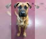 Small #1 Boxer-German Shepherd Dog Mix