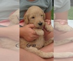 Small Photo #7 Goldendoodle Puppy For Sale in PERRYSVILLE, OH, USA