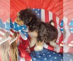 Small #2 Aussiedoodle Miniature 