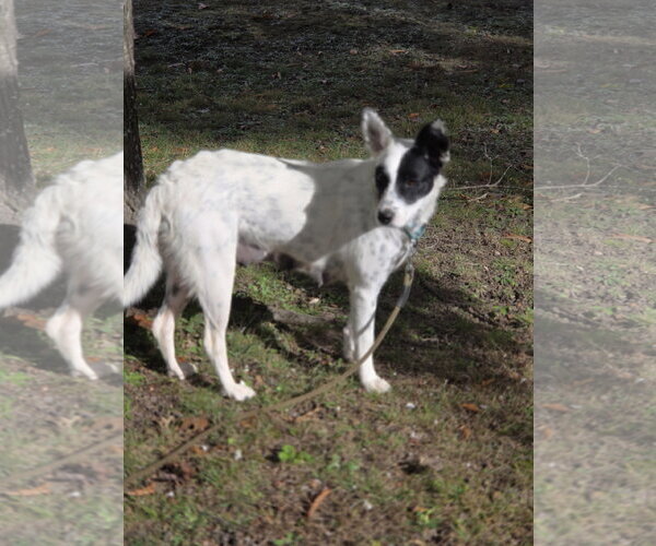 Medium Photo #1 Mutt Puppy For Sale in Garden City, NY, USA