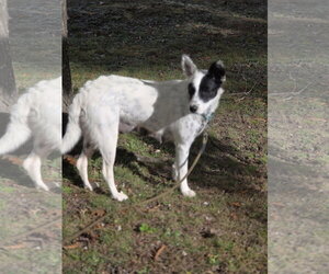 Mutt Dogs for adoption in Garden City, NY, USA