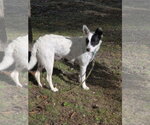 Sasha - Female Mutt Dog for Adoption - Small photo
