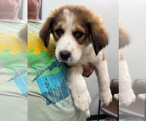 Mutt Dogs for adoption in Calgary, Alberta, Canada