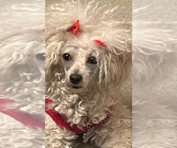 Medium Photo #1 Poodle (Toy) Puppy For Sale in MATTOON, IL, USA