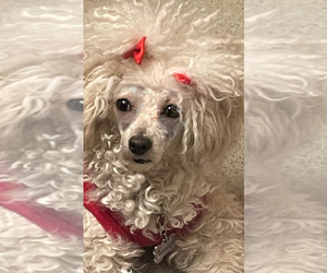 Mother of the Poodle (Toy) puppies born on 05/01/2025