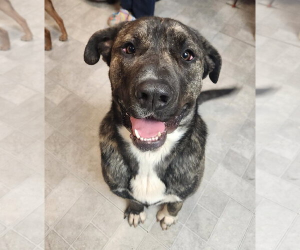 Medium Photo #6 Mastiff-Unknown Mix Puppy For Sale in Green Forest, AR, USA