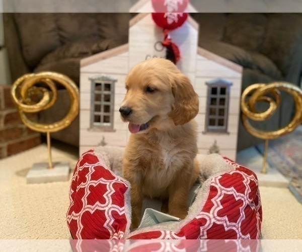 Medium Photo #31 Golden Retriever Puppy For Sale in SANFORD, NC, USA