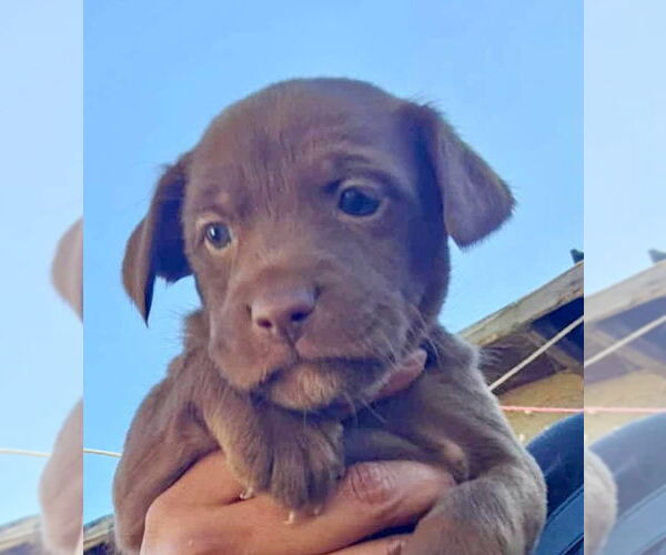 Medium Photo #3 Chihuahua-Unknown Mix Puppy For Sale in San Diego, CA, USA