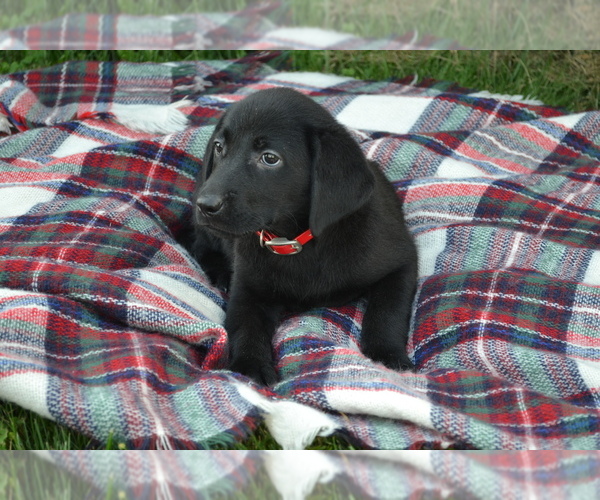 Medium Photo #4 Labrador Retriever Puppy For Sale in GREENWOOD, WI, USA