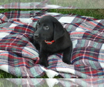 Small #3 Labrador Retriever